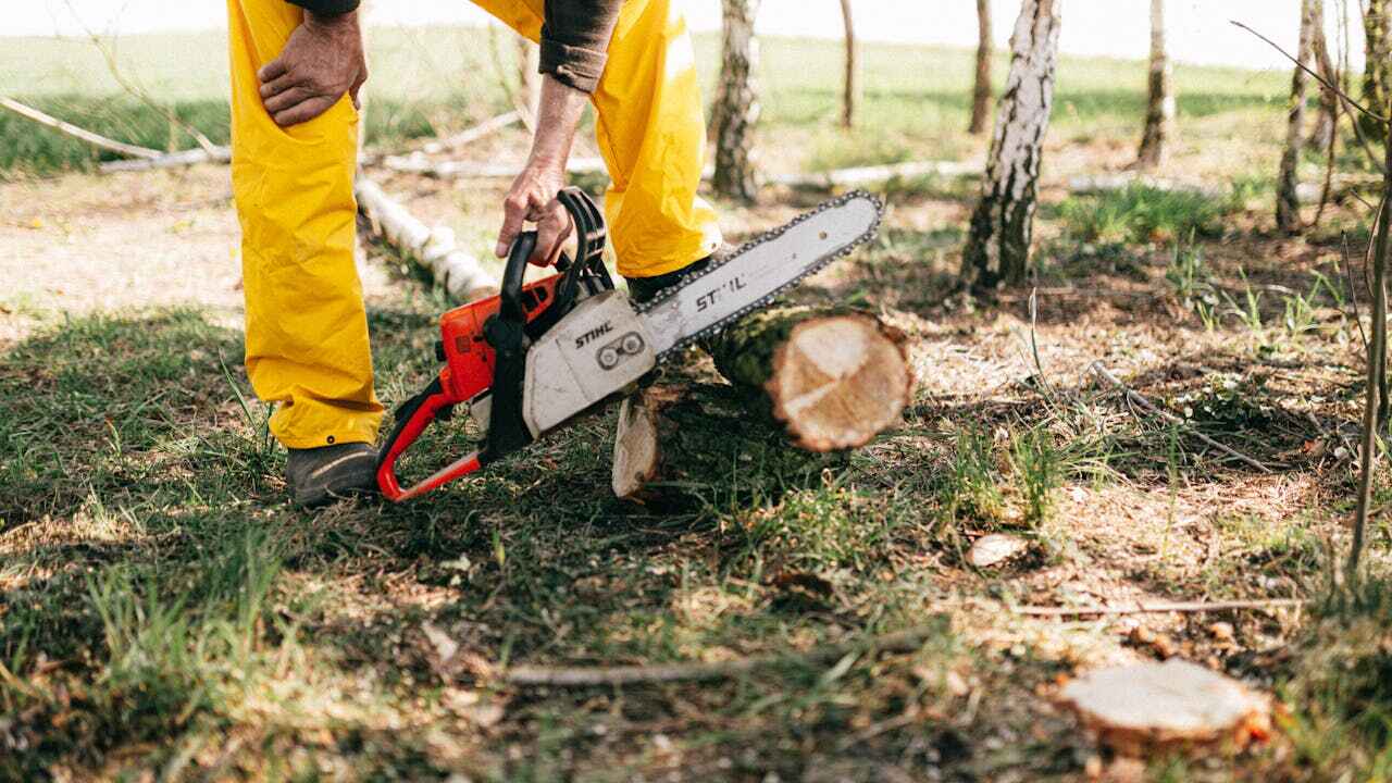 Best Residential Tree Removal  in Black Jack, MO